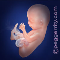 Trimester2-Week14 Trimester2-Week14