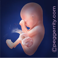 Trimester2-Week16 Trimester2-Week16