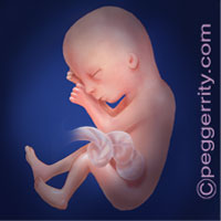 Trimester2-Week17 Trimester2-Week17