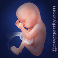 Trimester2-Week18 Trimester2-Week18