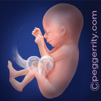 Trimester2-Week19 Trimester2-Week19