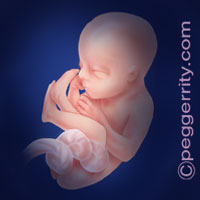 Trimester2-Week21 Trimester2-Week21