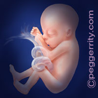 Trimester2-Week22 Trimester2-Week22