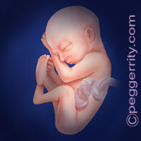 Trimester2-Week23 Trimester2-Week23