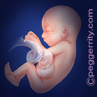 Trimester2-Week24 Trimester2-Week24