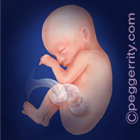 Trimester2-Week25 Trimester2-Week25